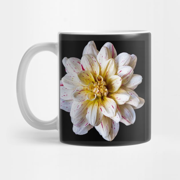 Picasso Dahlia on Black by blossomcophoto